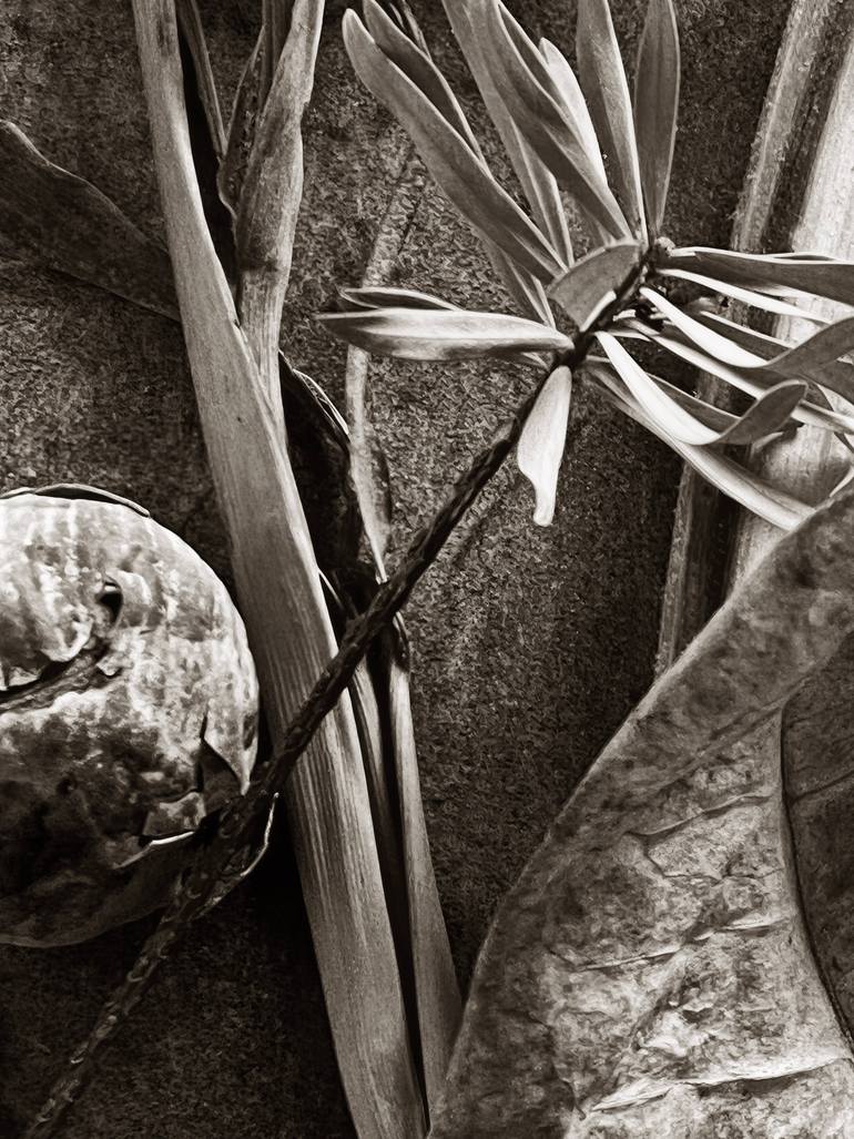 Original Abstract Expressionism Still Life Photography by Ann Stratton