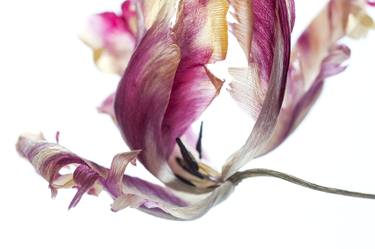 Original Floral Photography by Ann Stratton