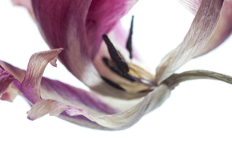 Original Contemporary Floral Photography by Ann Stratton