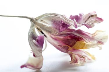 Original Floral Photography by Ann Stratton