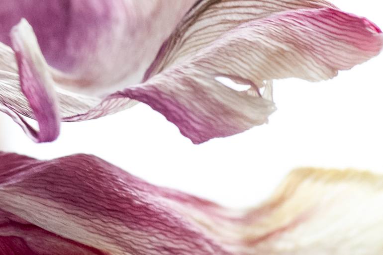 Original Floral Photography by Ann Stratton