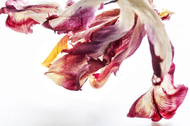 Original Contemporary Floral Photography by Ann Stratton