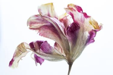 Original Fine Art Floral Photography by Ann Stratton