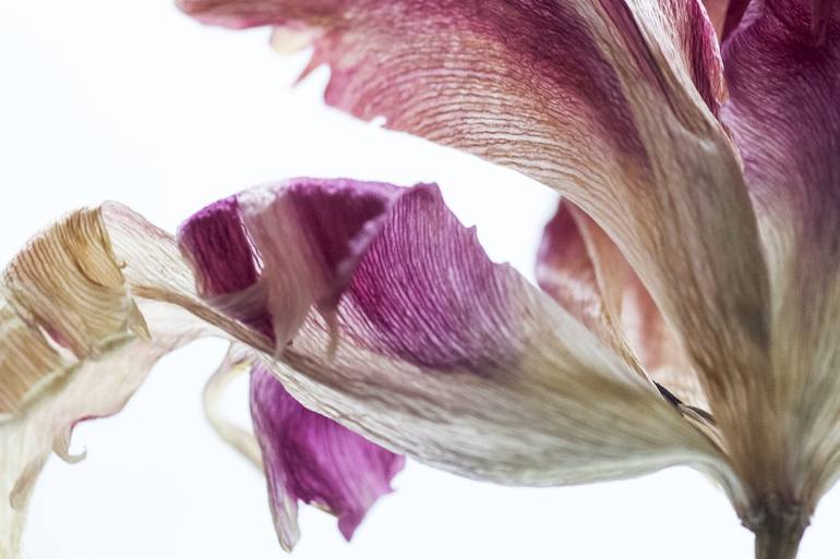 Original Contemporary Floral Photography by Ann Stratton