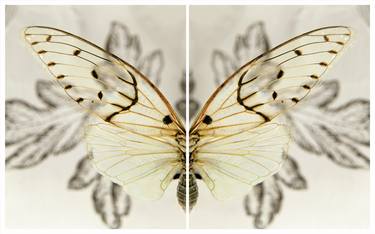 Cicada Wings (2 prints) thumb