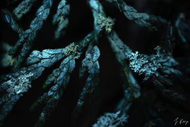 Lichen | Tree | Washington thumb