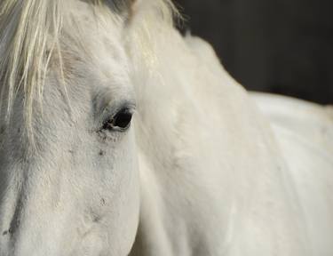 Original Fine Art Horse Photography by Olena Tarnovska