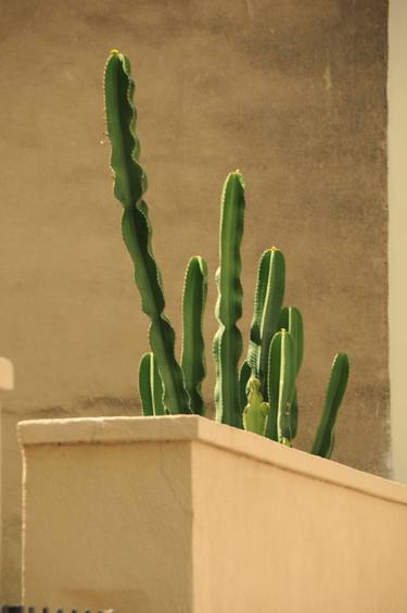 Cactus art thumb