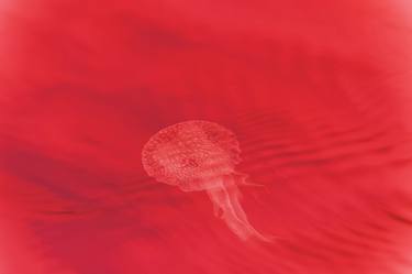 Red jellyfish thumb