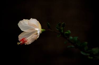 Original Minimalism Floral Photography by Olena Tarnovska