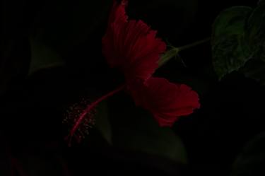 Original Minimalism Floral Photography by Olena Tarnovska