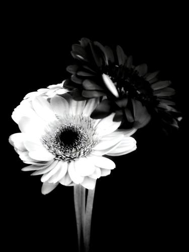 Original Fine Art Floral Photography by Zoé Noir