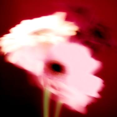 Print of Fine Art Floral Photography by Zoé Noir