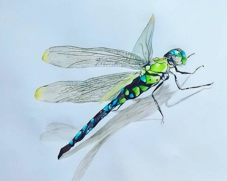 Realistic DRAGON FLY drawing with colour pencils Drawing by Prakash Velpula