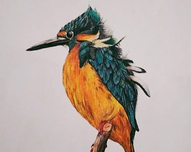 realistic KING FISHER bdrawing with colour pencils thumb