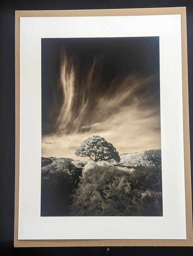 Lonely Tree in Infrared Photography by Daniel Pettit | Saatchi Art