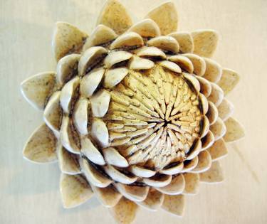 Cone Series (protea), 2007 thumb
