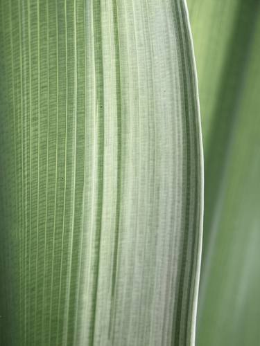 Print of Abstract Botanic Photography by Christa Stroo