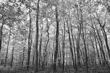 Black and white forest thumb