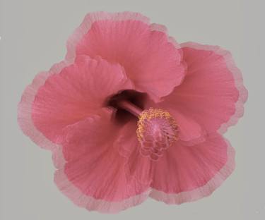 Original Classicism Floral Printmaking by Dr Natalia Jezova