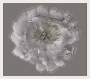 Original Classicism Floral Printmaking by Dr Natalia Jezova
