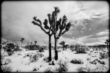 Original Landscape Photography by Cortney Armitage