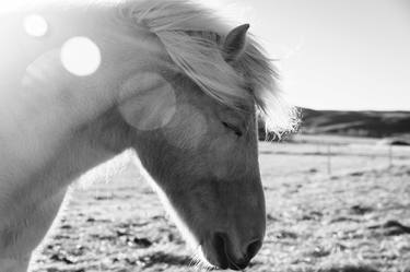 Original Fine Art Horse Photography by Cortney Armitage