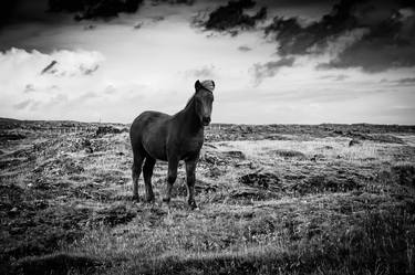 Print of Fine Art Horse Photography by Cortney Armitage