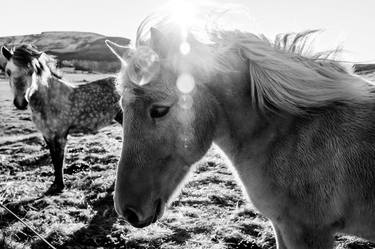 Original Fine Art Horse Photography by Cortney Armitage