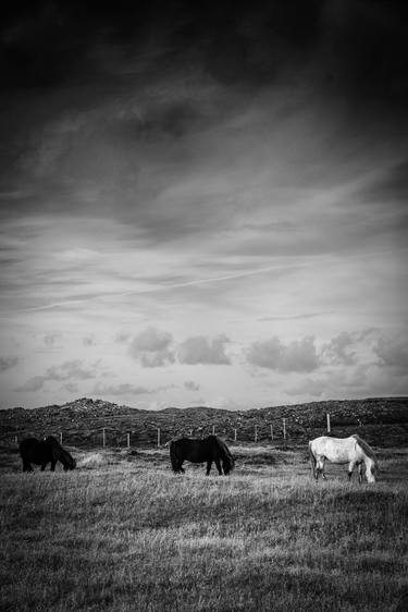 Original Fine Art Horse Photography by Cortney Armitage