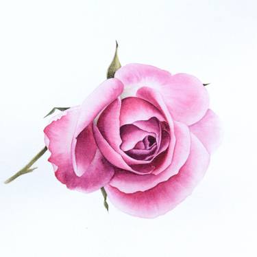 Watercolor pink rose thumb