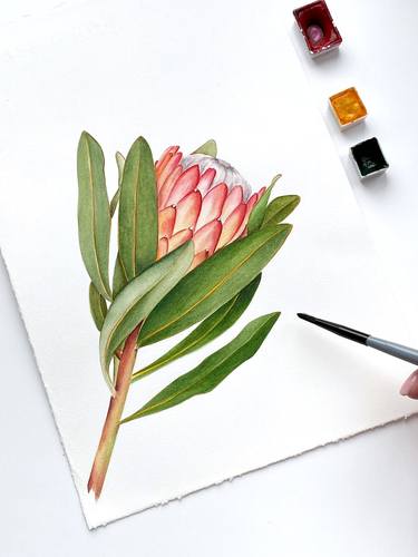 Original Watercolor of protea Flower botanical illustration thumb
