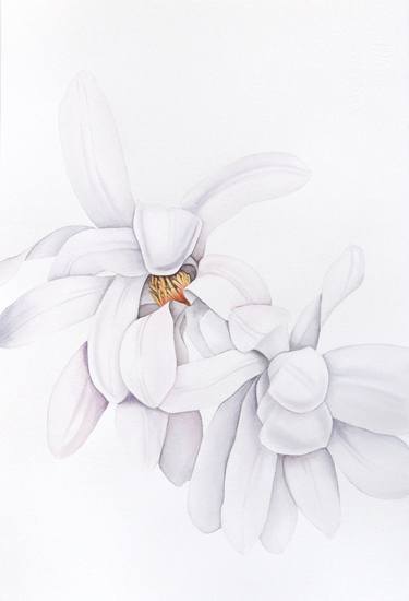 Magnolia watercolor flowers thumb