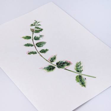 Botanical illustration thumb