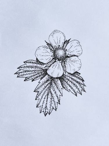 Print of Botanic Drawings by Oksana Oleksiiva