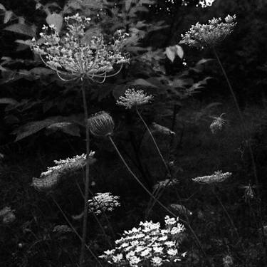 Original Garden Photography by Marzena Zajaczkowska