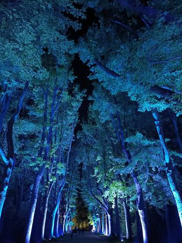 Serralves - Liquidambars Avenue - ("Alameda Em Azul") thumb