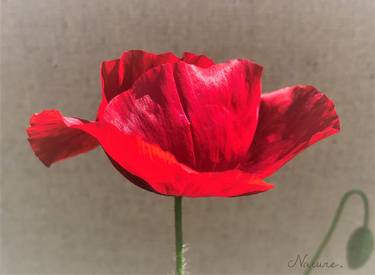 Print of Floral Photography by Sandy Lane