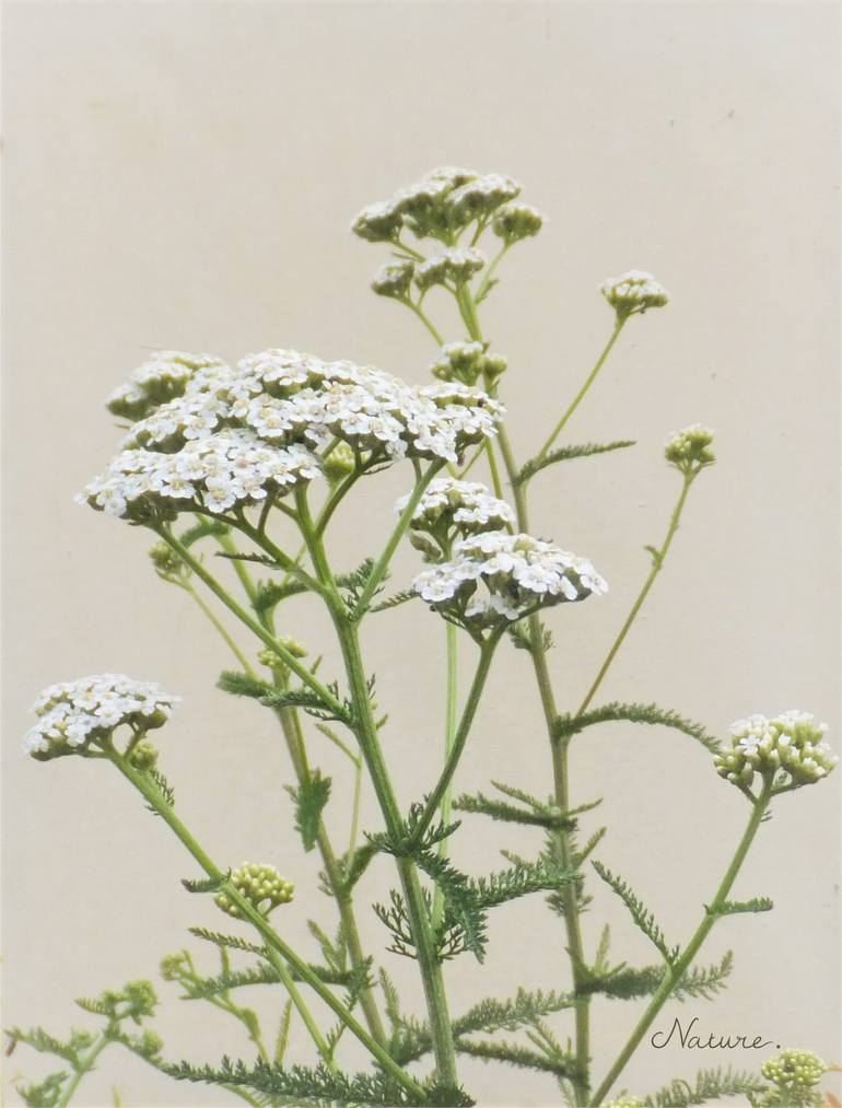 Original Other Floral Photography by Sandy Lane