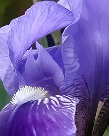 Bearded Iris thumb