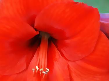 Amaryllis thumb