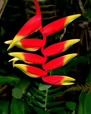 Night Heliconia thumb