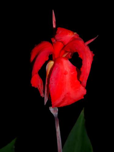 Original Figurative Botanic Photography by Betty Dabney