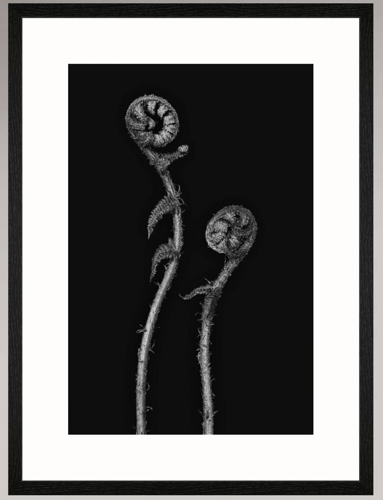 Original Black & White Botanic Photography by Matthias Conrad