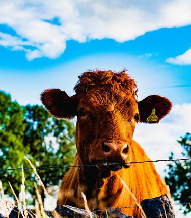 Print of Fine Art Cows Photography by Melissa Ann Weir