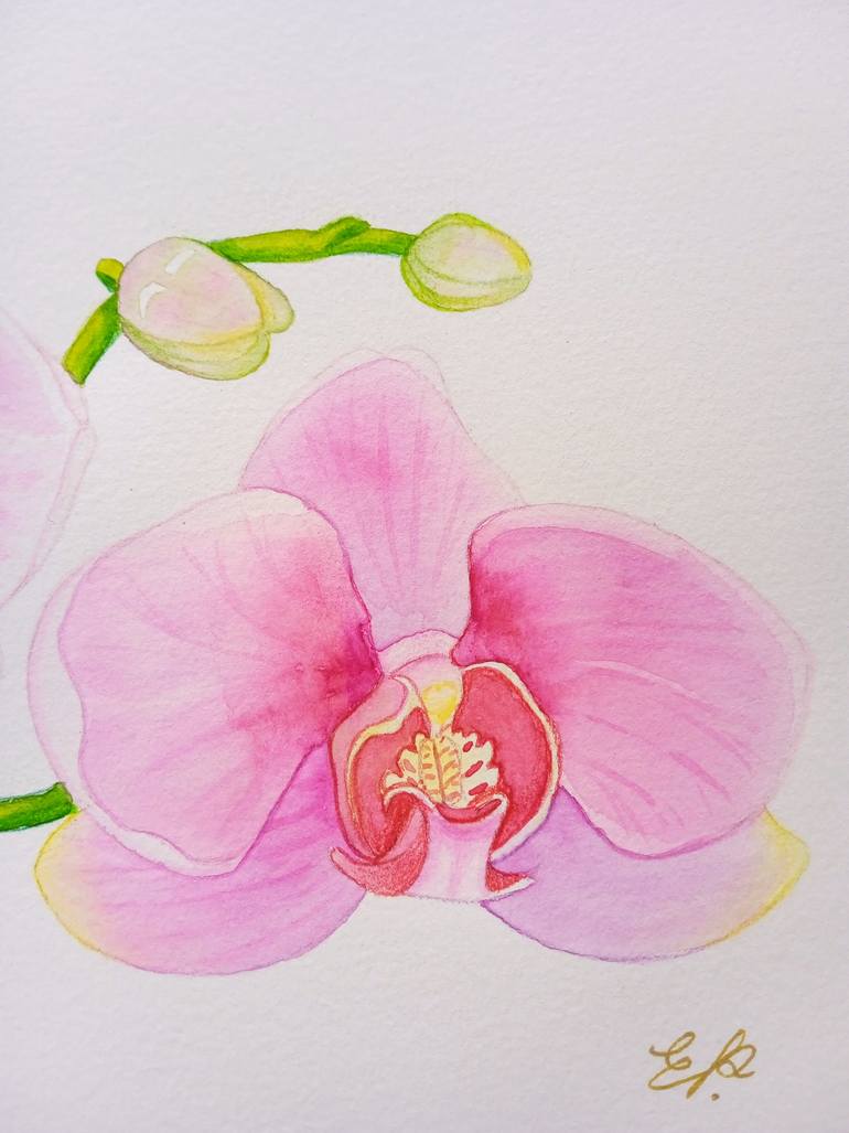 1 PIANTA DI ORCHIDEA PHALAENOPSIS COLORE ASSORTITO VASO 12CM 2 RAMI - Foto 2