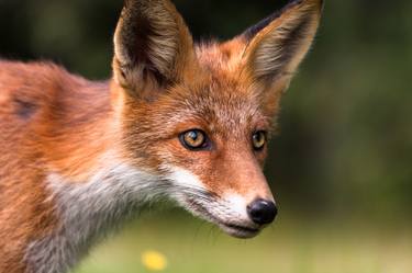 Red fox portrait - Limited Edition of 15 thumb