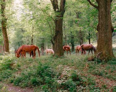 Original Contemporary Nature Photography by Mirko Errigo