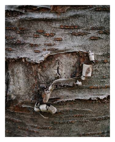 Original Abstract Nature Photography by Mirko Errigo