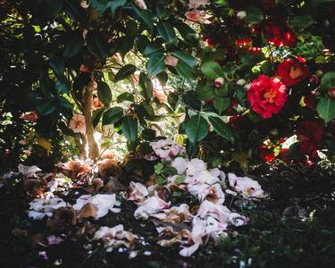 Original Contemporary Nature Photography by Mirko Errigo